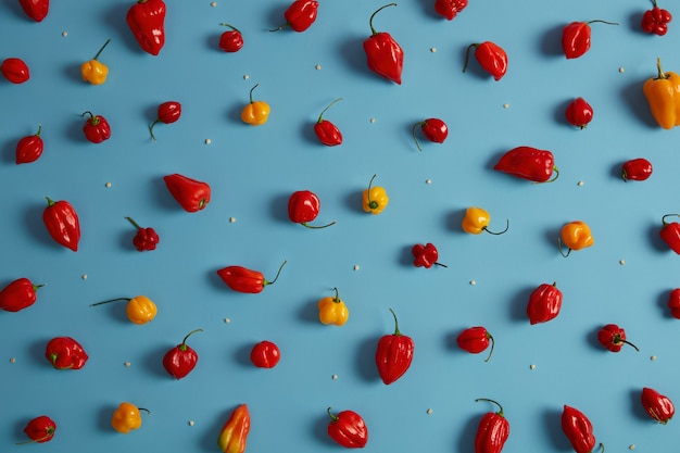 Überkopfaufnahme von roten und grünen Paprika mit grünen Stielen und Samen herum angeordnet gegen blauen Hintergrund. Reifes geerntetes Gemüse mit gesunden Antioxidantien für Ihre Ernährung.