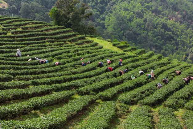 Überlagerter Teegarten entlang der Talseite