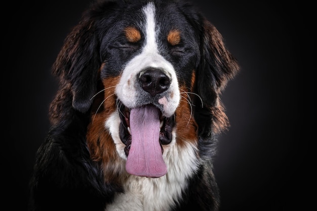 Berner Sennenhund Nahaufnahme Porträt auf dunklem Hintergrund Nahaufnahme Porträt auf dunklem Hintergrund