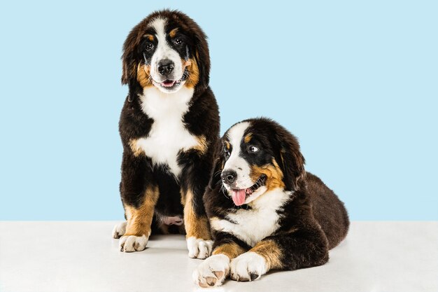 berner sennenhund welpen auf blau