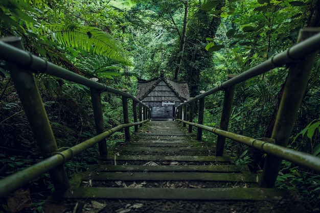 Überwucherte grüne Treppe im Wald
