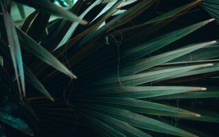 Kostenloses Foto beschaffenheitshintergrund von dunkelgrünen palmblättern