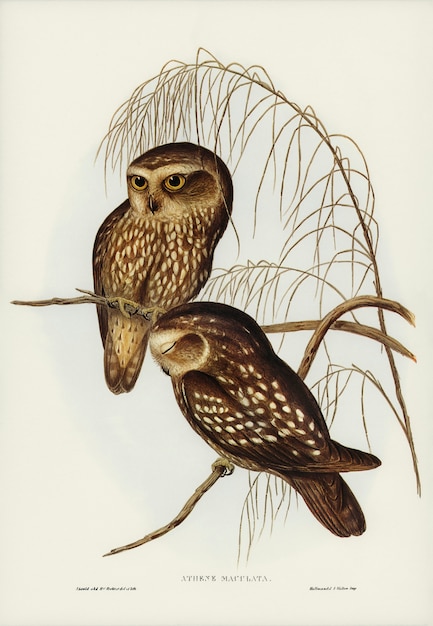 Beschmutzte Eule (Athene maculate) illustriert von Elizabeth Gould