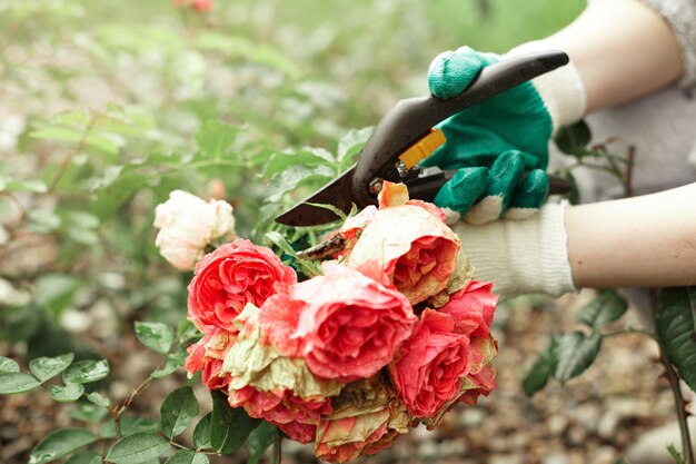 Beschnittene Ansicht des Gartenarbeiters, der Schutzhandschuhe beim Trimmen von Pflanzen trägt