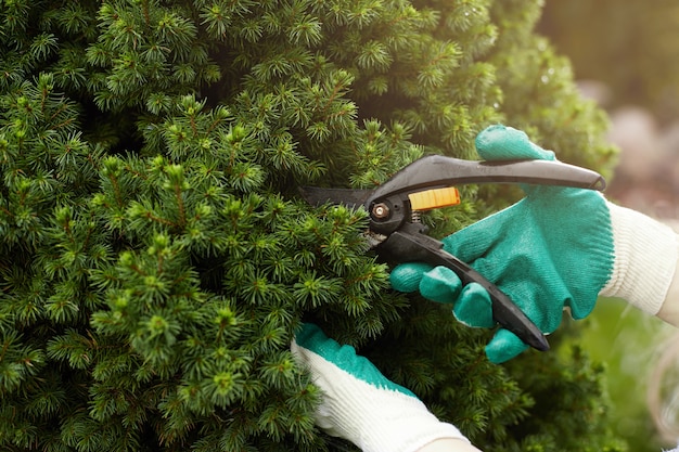 Beschnittene Ansicht des Gartenarbeiters, der Schutzhandschuhe beim Trimmen von Pflanzen trägt