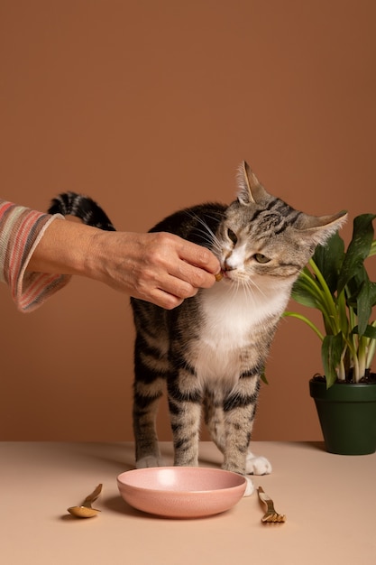 Kostenloses Foto besitzer gibt katze ein leckerli