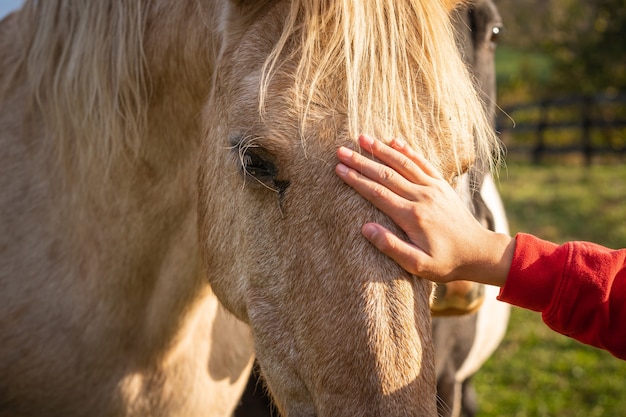 Besitzer streichelt das Pferd auf einer Tierfarm