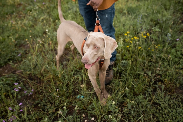 Besitzer und Hund im Freien hautnah