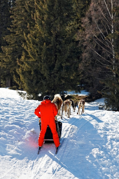 Betritt den Wald