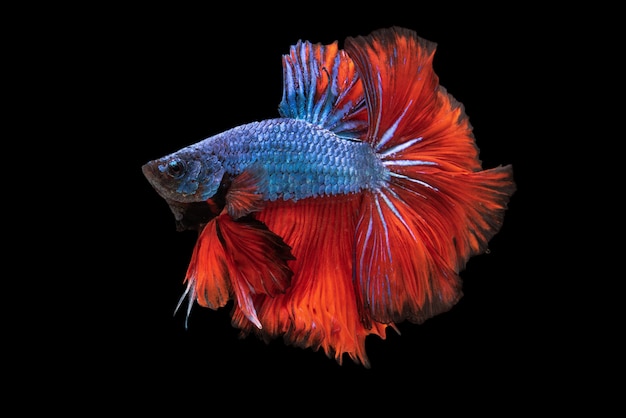 Betta