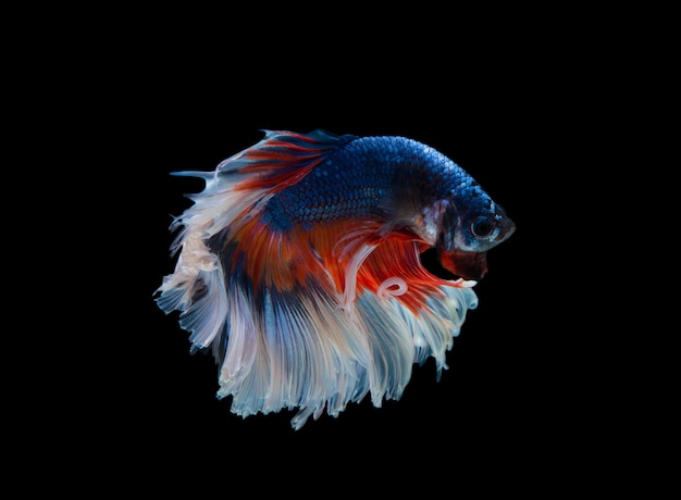 Betta