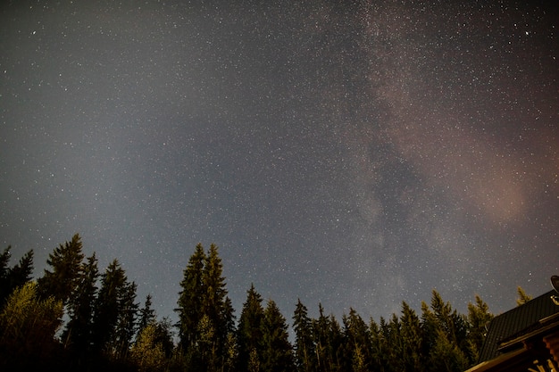 Kostenloses Foto bewölkte sternenklare nacht mit immergrünen bäumen