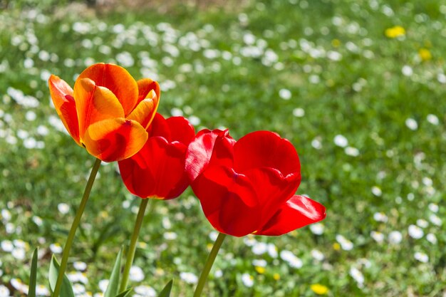 Bewundernswerte bunte Tulpen im Blumenfeld