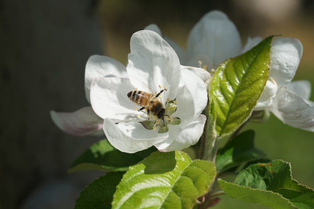 Biene, die auf einer weißen Blume mit einem unscharfen Hintergrund bestäubt