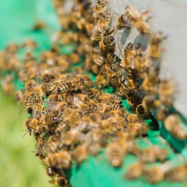 Bienen auf Holz