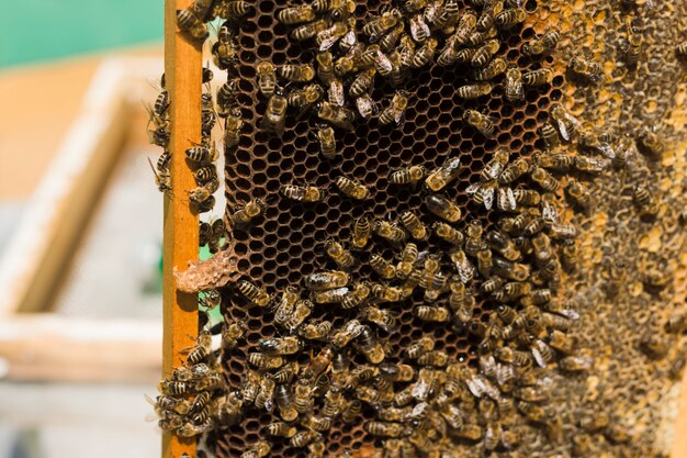 Bienenwabe mit Bienen