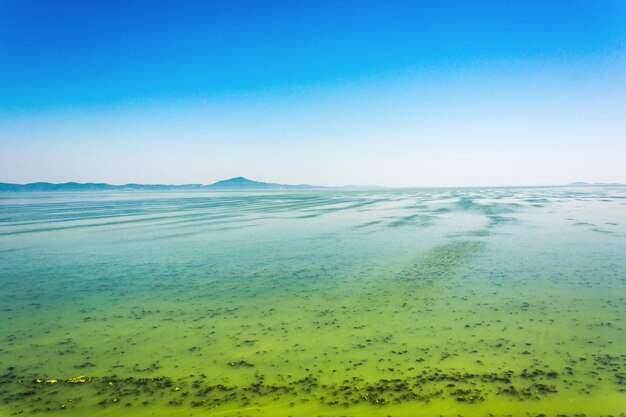 Big Ukrainian River Dnepr bedeckt von Cyanobacterias als Folge von heißen Sommern