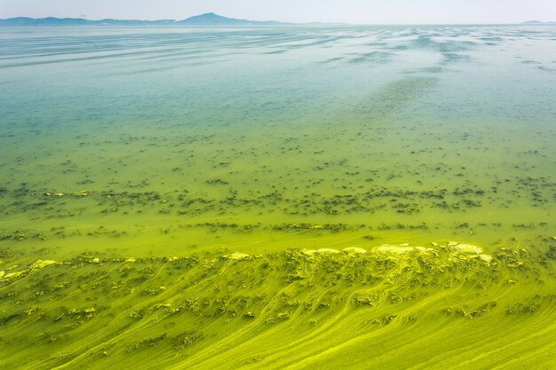 Big Ukrainian River Dnepr bedeckt von Cyanobacterias als Folge von heißen Sommern