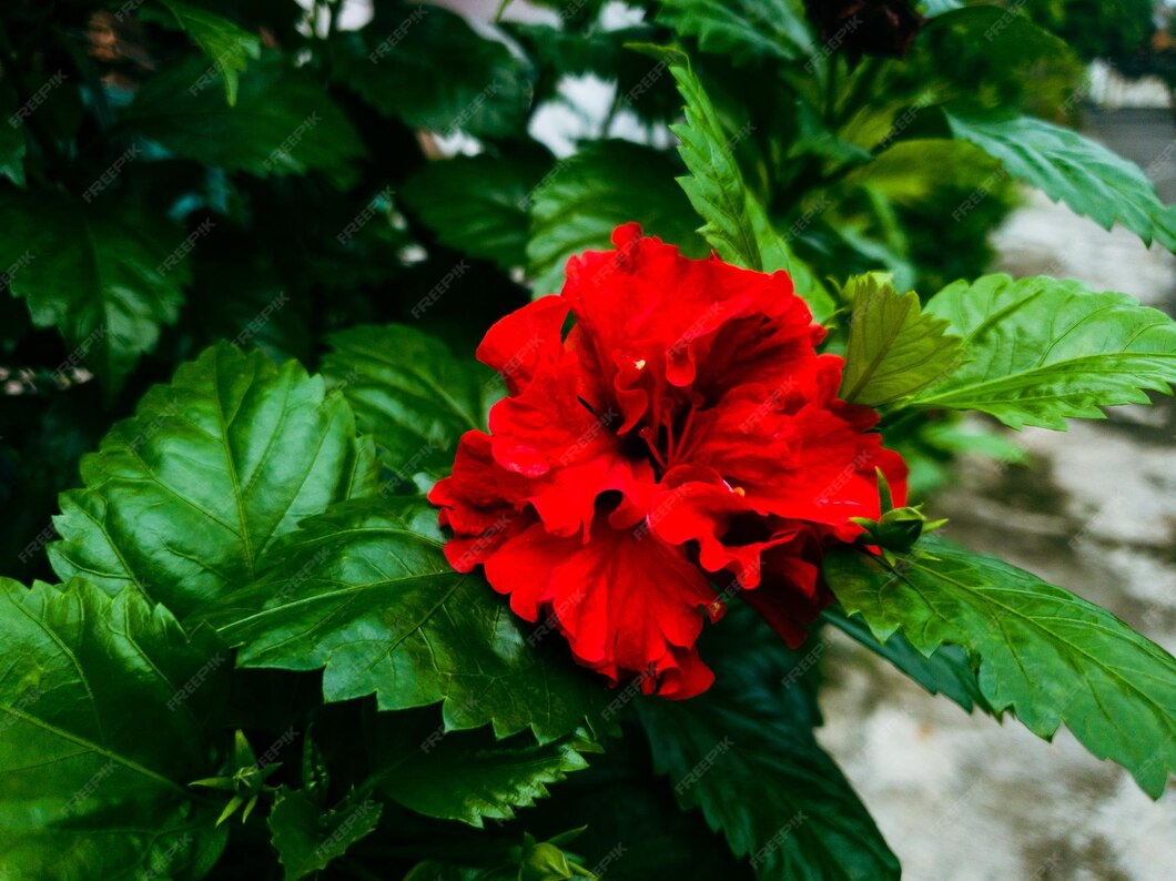 Bild der roten blume und der grünen blätter in einem