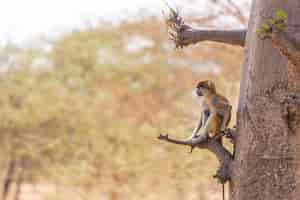 Kostenloses Foto bild eines braunen langurs, der auf einem ast im senegal sitzt