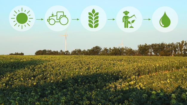 Bild mit Feld und Windmühle für landwirtschaftliches Konzept