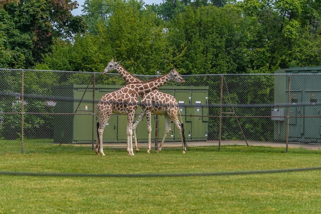 Kostenloses Foto bild von giraffen, die in einem hof gehen, umgeben von zäunen und grün in einem zoo