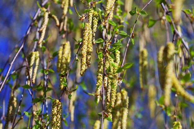 Birkenzweigen im Frühling