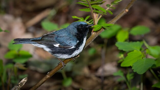 Black Throated Blue Warbler