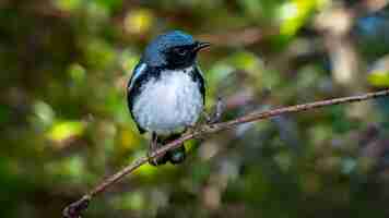 Kostenloses Foto black throated blue warbler