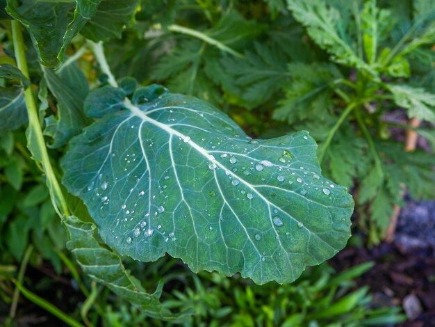 Blätter im Garten