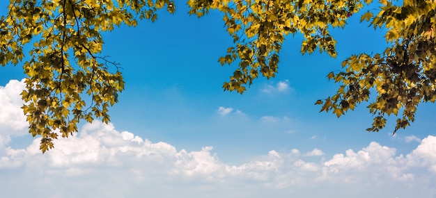 Blätter im Herbst Wald