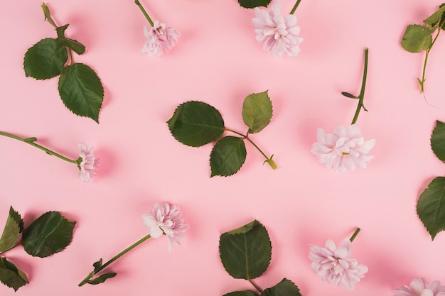 Blätter inmitten von Gänseblümchen