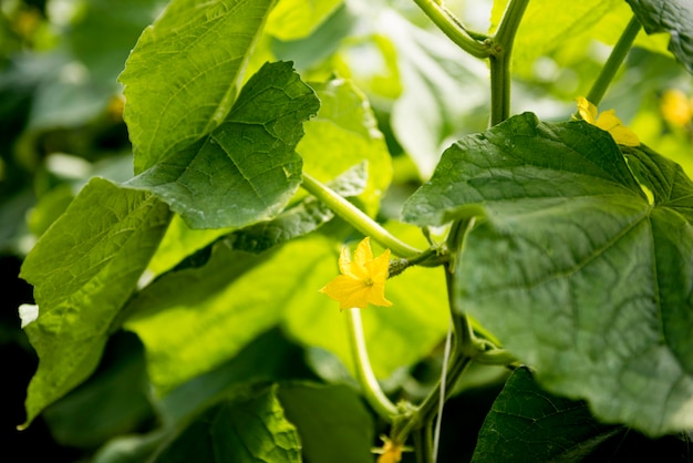 Blätter und Blüten von Gemüse im Gewächshaus