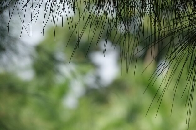 Blätter wie ein Stock förmig an einem Baum hängen