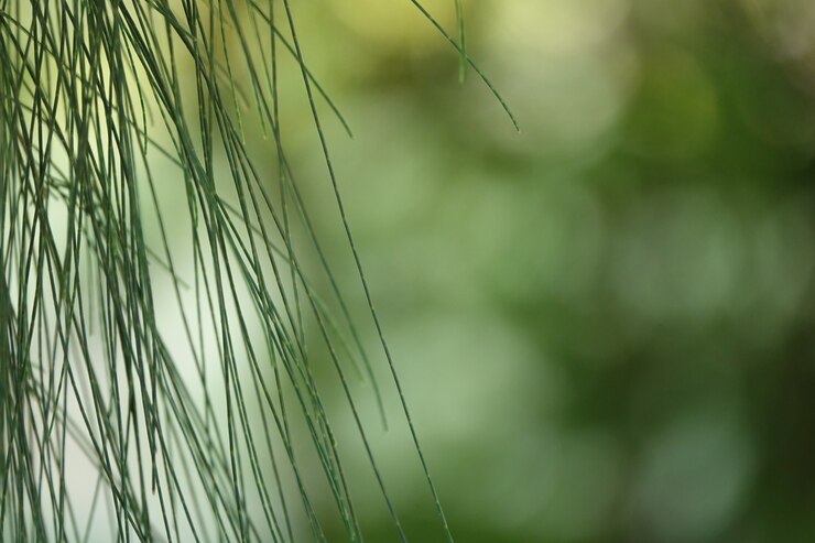 Kostenlose Foto blätter wie ein stock förmig an einem baum hängen