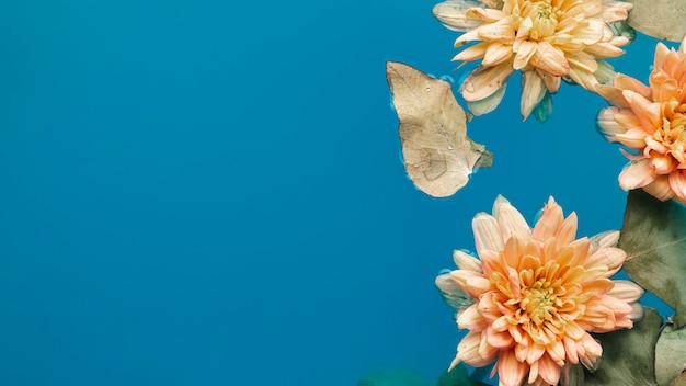 Blasse Chrysanthemen der Draufsicht im blauen Wasser mit Kopienraum