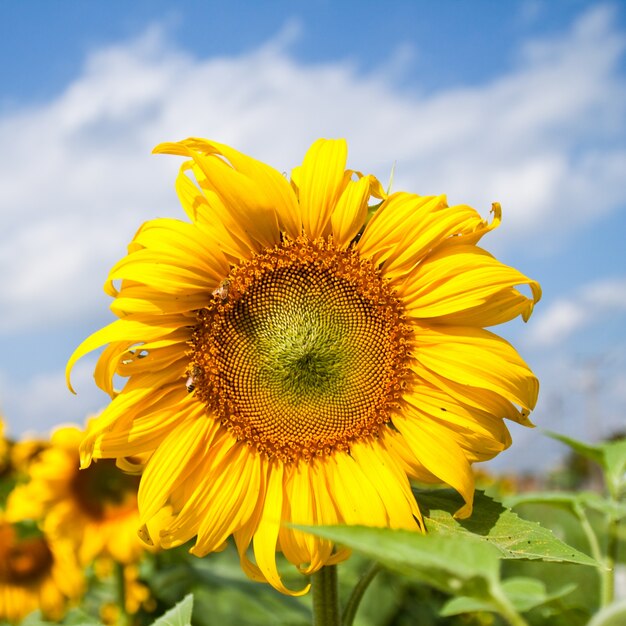 Blatt Sommer blühen pflanze