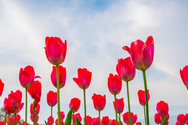 Kostenloses Foto blatt tulpe hintergrund natur gelb