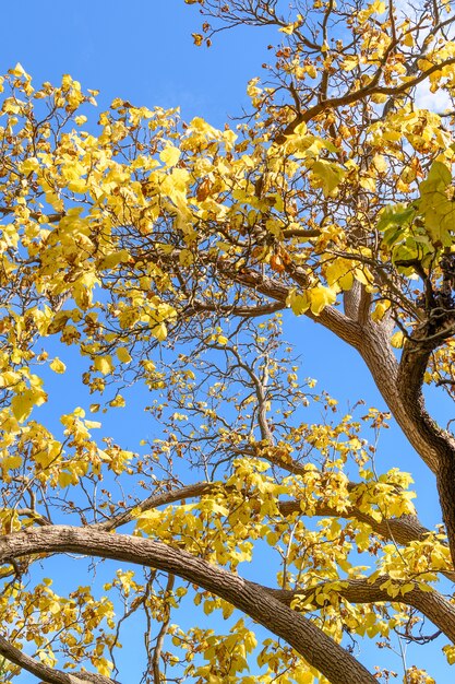 Blatt und Himmel Hintergrund