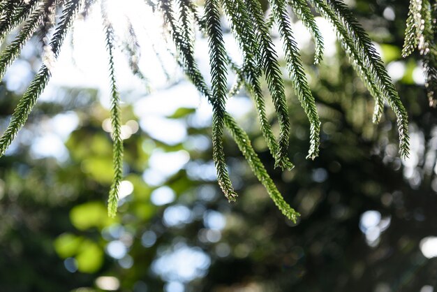 Blatt und Himmel Hintergrund