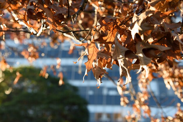 Blatt und Himmel Hintergrund