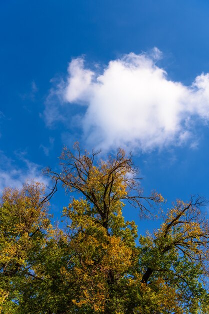 Blatt und Himmel Hintergrund