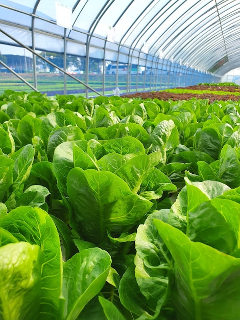 Blattgemüse wächst in Innenhöfen / vertikalen Farmen. Vertikale Farm