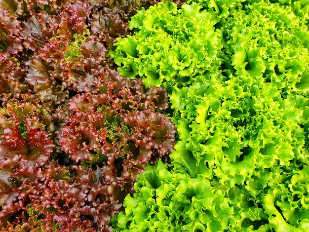 Blattgemüse wächst in Innenhöfen / vertikalen Farmen. Vertikale Farm