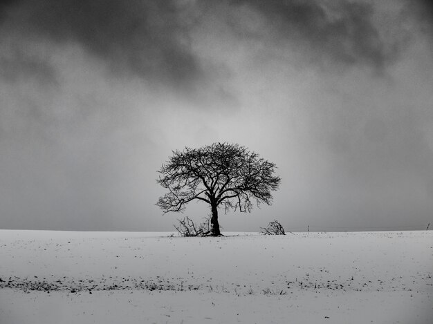 Blattloser Baum auf einem schneebedeckten Hügel mit einem bewölkten Himmel im Hintergrund in Schwarzweiss