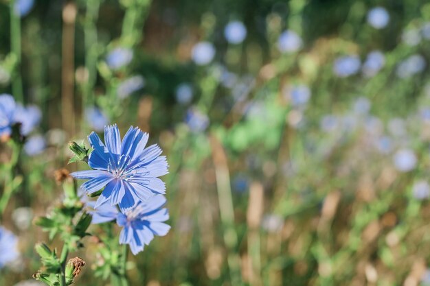 Blau blühende Zichorie auf einer Wiese ist eine Pflanze, die zur Gattung der Löwenzahn der Compositae-Familie gehört. Wird als Zutat in Salaten und Getränken verwendet. Idee für eine Postkarte oder einen Hintergrund