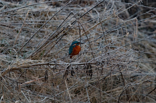 Blaubrauner Eisvogel, der im Winter auf einem Ast sitzt