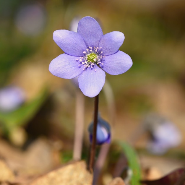 &quot;Blaue Anemone im Sonnenlicht&quot;