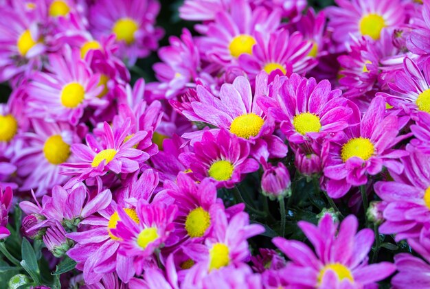 blaue Chrysanthemen Gänseblümchen Blume