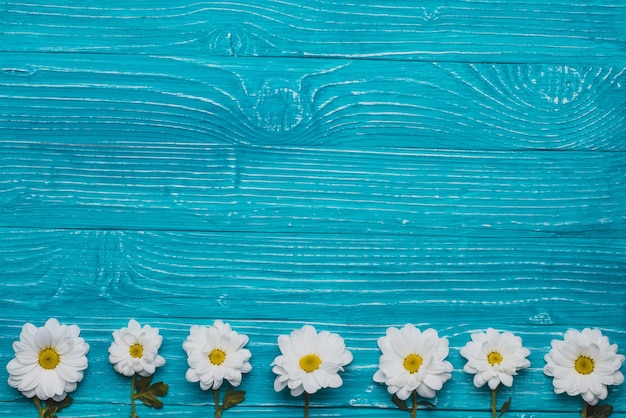 Blaue hölzerne Hintergrund mit Gänseblümchen in der Reihe